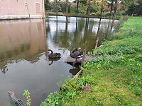 zwarte zwanen kasteel