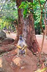 Botanical gardens of zomba