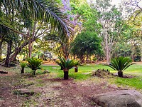 Botanical gardens of zomba