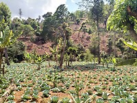 Landbouw (kool) in Lushoto