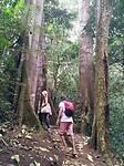 Rainforest mugamba