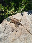 Reuze salamander