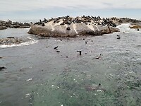 Zeehond eiland