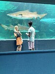 In het aquarium