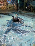 Eline opgegeten door een shark