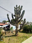 Dit is ook echt Mexico