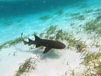 Nursery shark