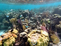 Belize Barrier Reef