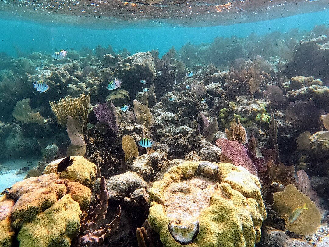 Belize Barrier Reef