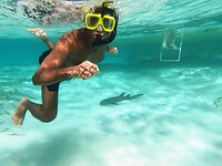 Snorkelen met haaien