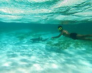 Snorkelen met haaien