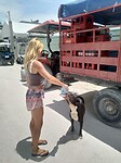 Dog friends