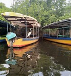 Mangroves reigers