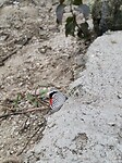 Vlindersoort