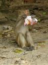 Monkey Island - Apekop eet plastic