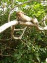 Monkey Island - Apekop in boom