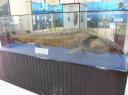Oceanographic Institute & Museum - Chinese steur