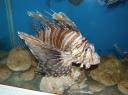 Lion Fish, nogal een gifkikker blijkbaar
