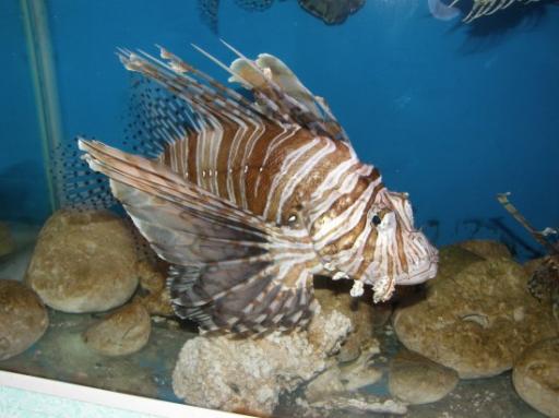 Lion Fish, nogal een gifkikker blijkbaar