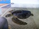 Ouwe schildpad