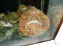 Stone fish