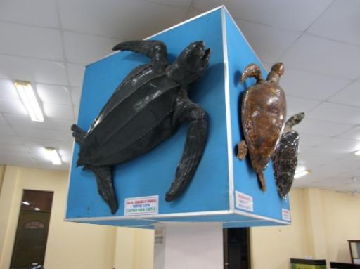 Schildpaddekes