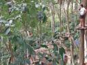 Treetop's