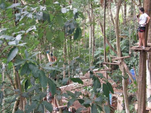 Treetop's