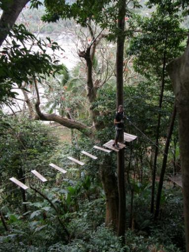 Treetop's