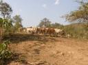 Hilltribe koeien