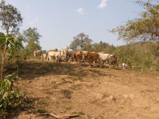 Hilltribe koeien