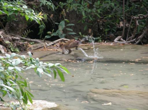 Erawan Waterfalls, wateraap