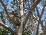 De eerste (en laatste) gespotte wilde koala......wat zijn ze toch leuk die lieve beestjes