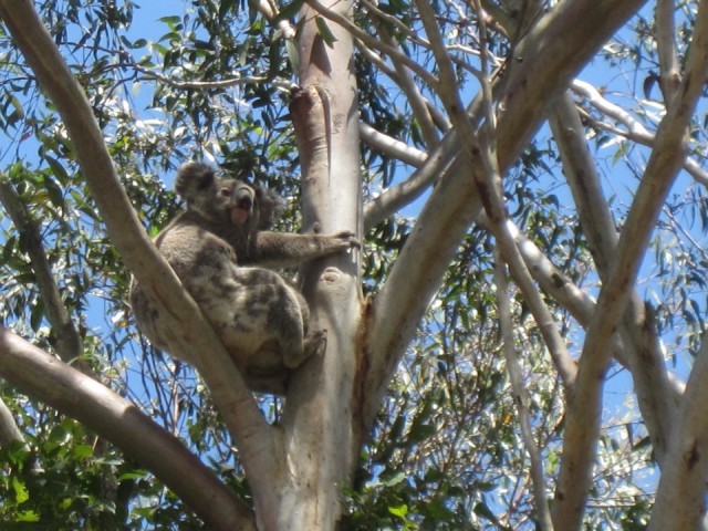 De eerste (en laatste) gespotte wilde koala......wat zijn ze toch leuk die lieve beestjes
