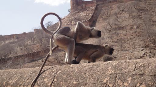 Jaipur