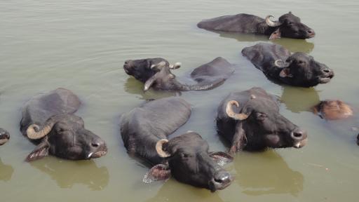 Varanasi
