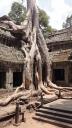 Angkor - Ta Prohm