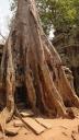 Angkor - Ta Prohm