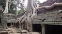 Angkor - Ta Prohm