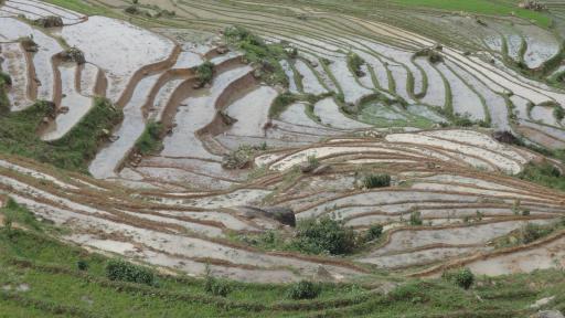 Sapa