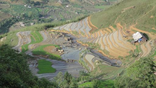 Sapa