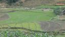 Sapa