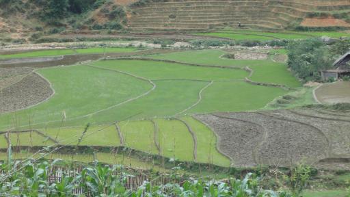 Sapa