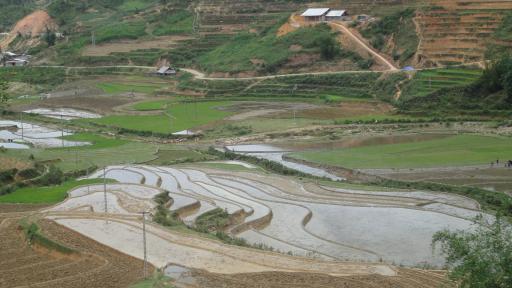 Sapa