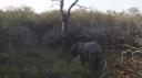 Krüger Nationaal Park - Olifant