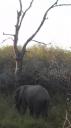 Krüger Nationaal Park - Olifant