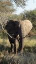 Krüger Nationaal Park - Olifant
