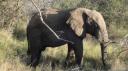 Krüger Nationaal Park - Olifant
