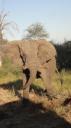 Krüger Nationaal Park - Olifant