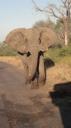 Krüger Nationaal Park - Olifant
